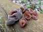 Júdásfülgomba (Auricularia auricula-judae), Dél-Pest